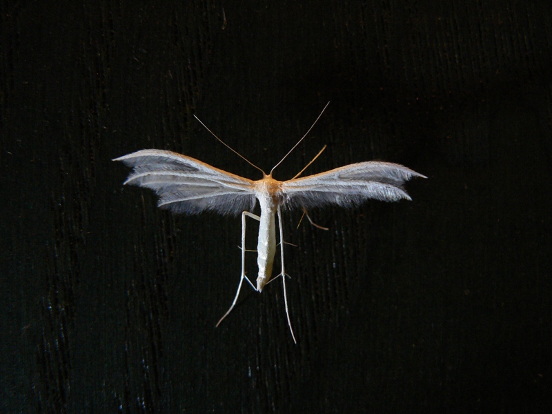 Pterophoridea